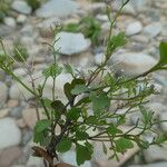 Cardamine resedifolia 整株植物