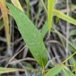 Persicaria punctata Лист