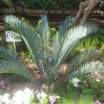 Encephalartos lehmannii ഇല