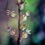 Neottia cordata Flower