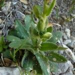 Arabis planisiliqua Habitus