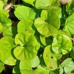 Dichondra repens Hoja