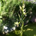 Arrhenatherum elatius Fula