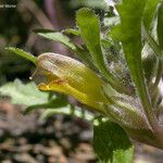 Pedicularis semibarbata Květ