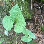 Viola pubescens Folha