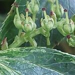 Leucothoe fontanesiana Fruit