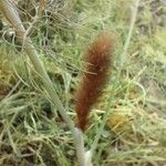 Setaria parviflora Leaf