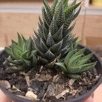 Haworthia coarctata葉