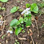 Viola blanda Leaf