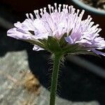 Knautia arvernensis Kvet