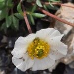 Ranunculus glacialis Blüte