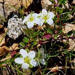 Arenaria biflora Flower