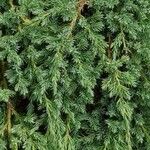 Juniperus communis Alkat (teljes növény)