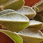 Indigofera schimperi 葉