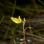 Utricularia minor Muu