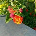 Lantana camaraപുഷ്പം