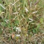 Draba muralis Frukto