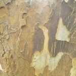 Afrocarpus gracilior 樹皮