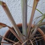 Cymbopogon citratus Кора