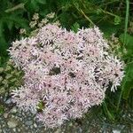 Heracleum sphondyliumFlower