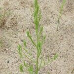 Corispermum pallasii Leaf