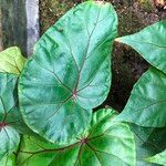 Begonia handelii Folha