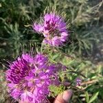 Cleomella serrulata Flower