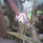 Polystachya rhodoptera Flower