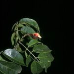 Ormosia melanocarpa Hoja