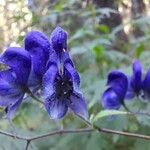 Aconitum napellusКветка