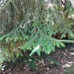 Picea brachytyla Hoja