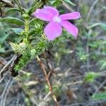 Phlox caespitosa Hoja