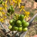 Aloe divaricata Fruto