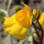 Utricularia australis 花