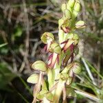 Orchis anthropophora 花
