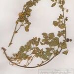 Medicago scutellata Hábito