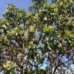 Arbutus menziesii Habit