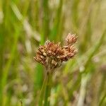 Juncus microcephalus 花