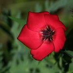 Linum grandiflorum Flower