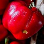 Capsicum annuum Fruto