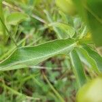 Asclepias viridis Leaf