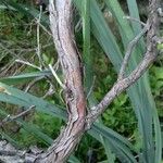 Cistus albidus 樹皮