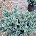 Juniperus squamata Fuelha