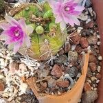 Gymnocalycium anisitsiiKvět