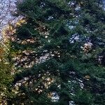 Abies grandis Habitus