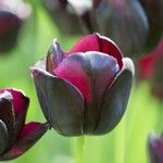 Tulipa grengiolensis Flower