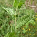 Pulicaria dysenterica Blad