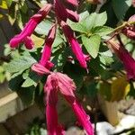 Salvia buchananii Blatt