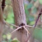 Berberis verruculosa Bark