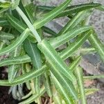 Euphorbia lathyris Yaprak
